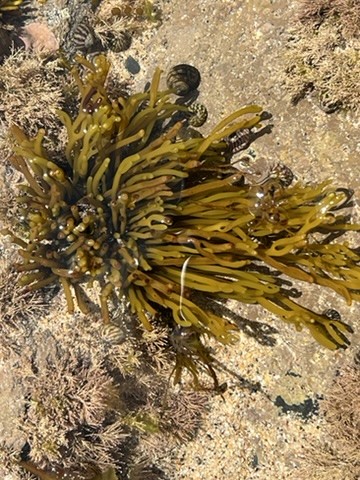 blue sky and white clouds over the sea