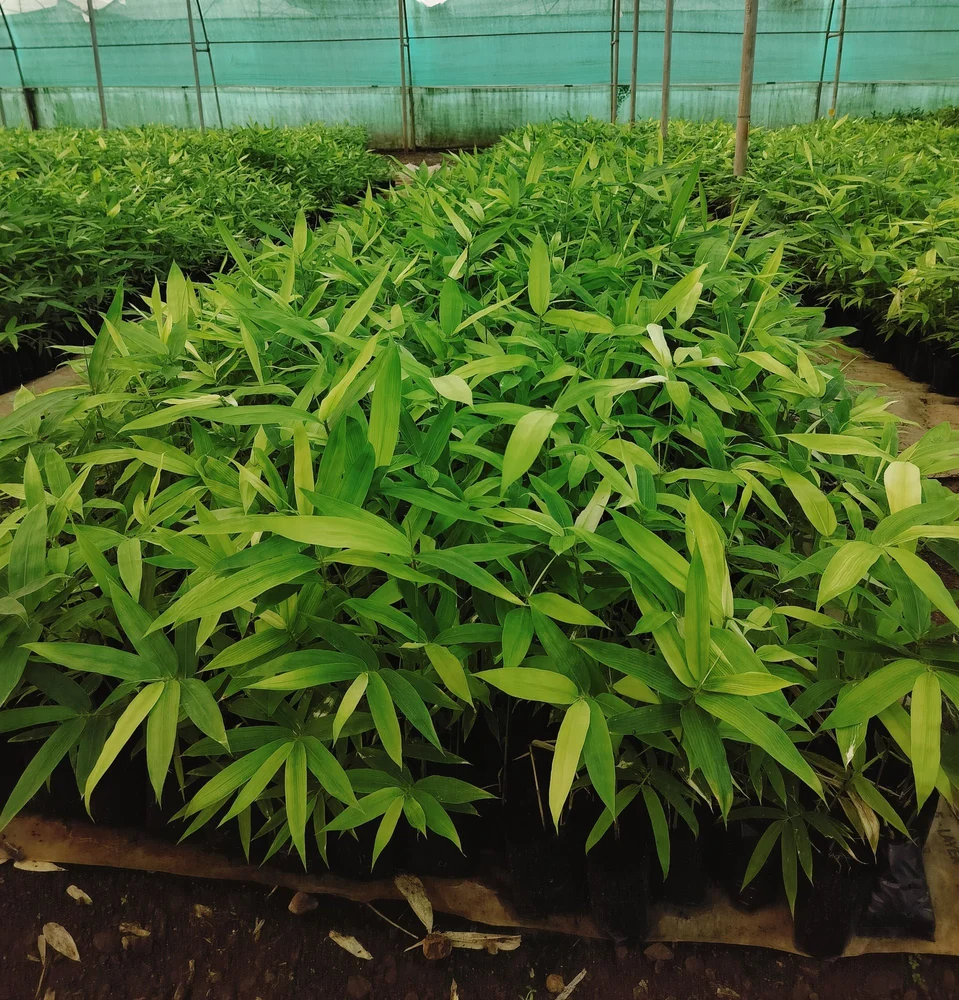 Dense green bamboo culms