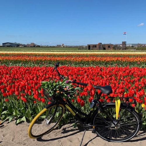 Ladang Tulip di rute kami