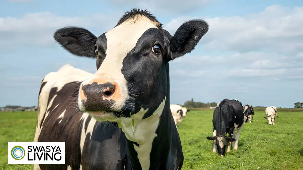 Holstein Friesian Cow Price, Milk Per Day and Characteristics