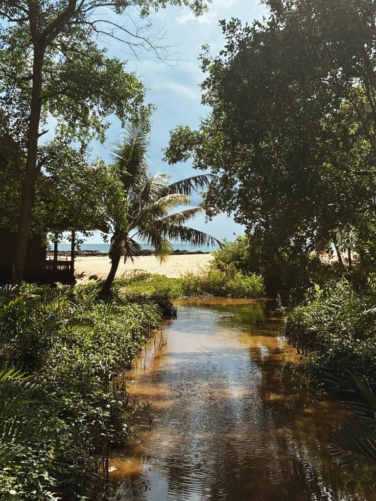 A serene view of a waterway surrounded by lush greenery and palm trees, leading to a sandy beach in the distance.