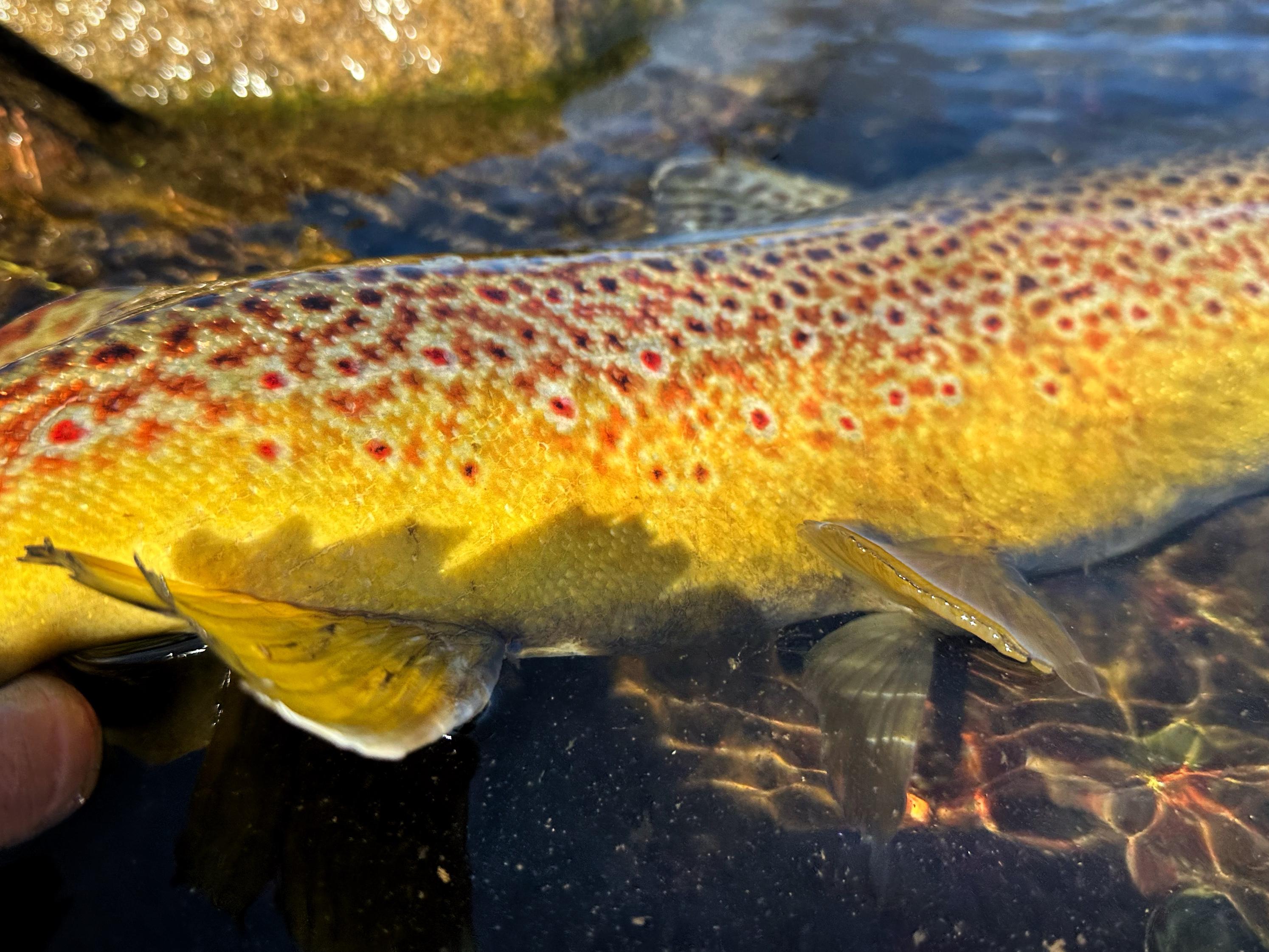 Barcelona trout fishing on fly