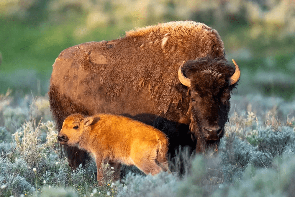 a body of water surrounded by a forest