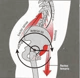 Anterior Pelvic Tilt ...