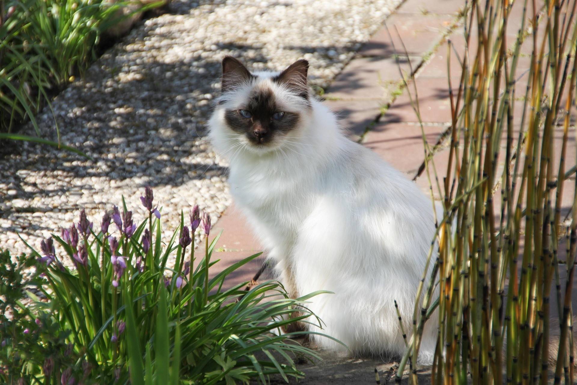 Birman Diet and Nutrition