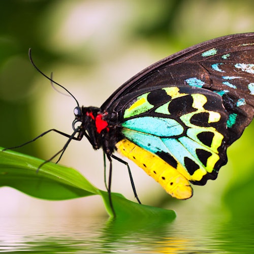 A colorful butterfly with black, yellow, green, and blue markings rests on a green leaf with a blurred green background.