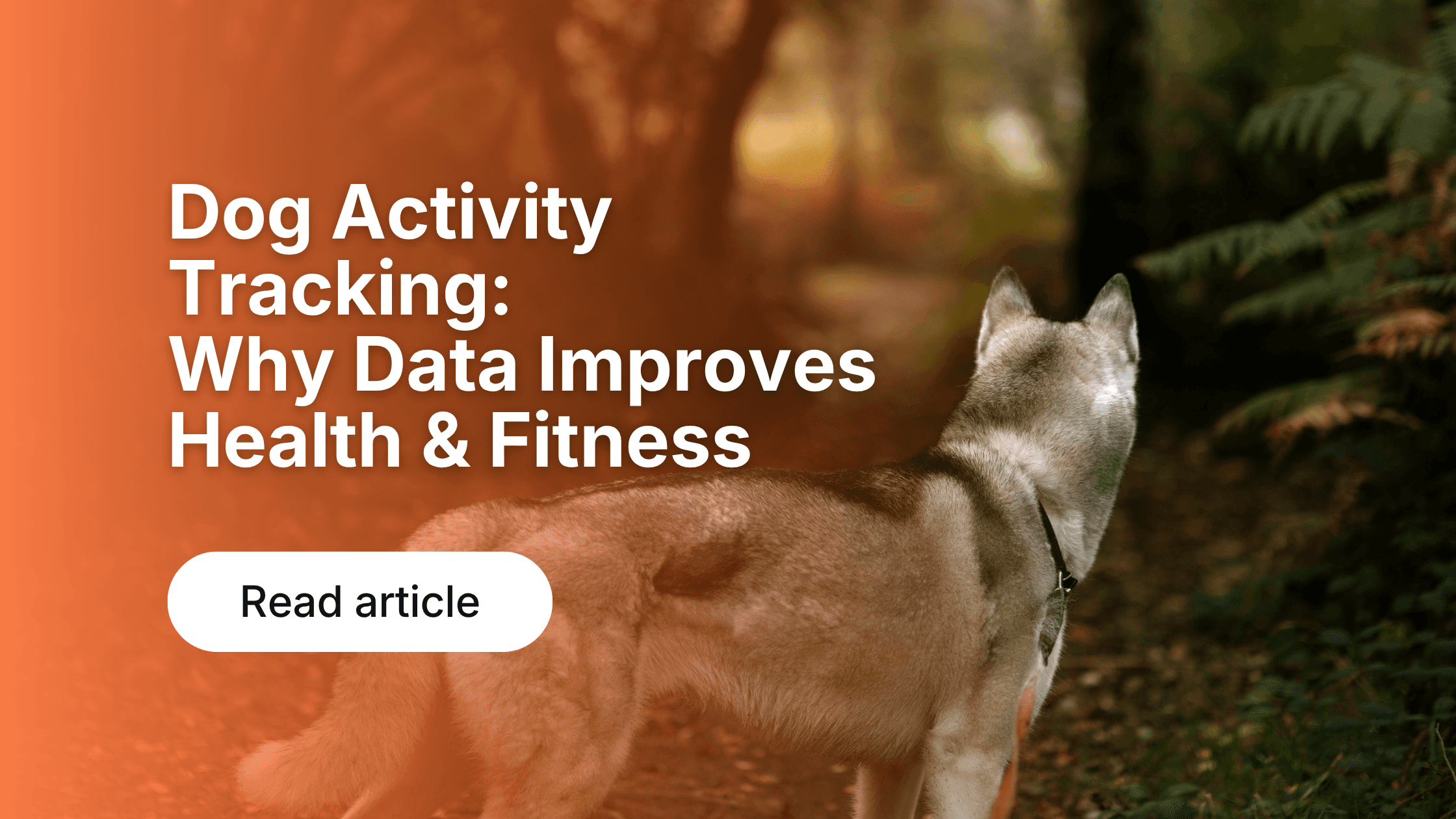 Dog Activity Tracking: Why Data Improves Health & Fitness