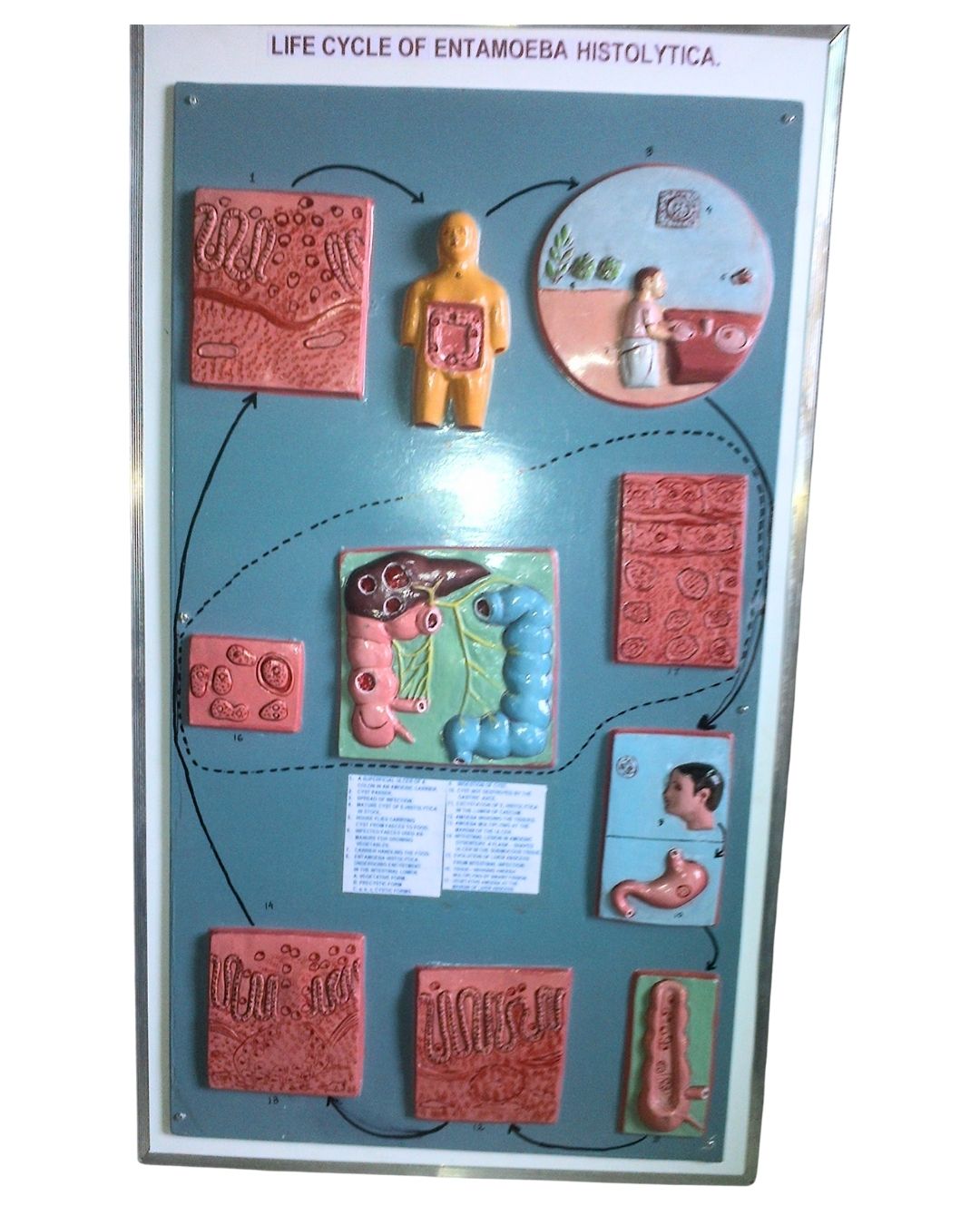 Life Cycle of Entamoeba histolytica