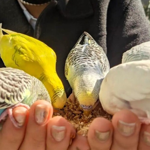 Acuario Michin Puebla