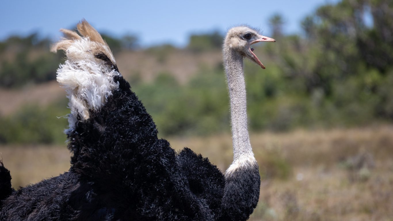 Flightless Giant