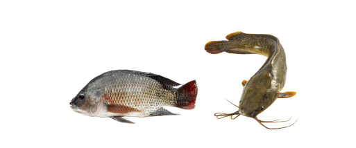 Catfish Tilapia
