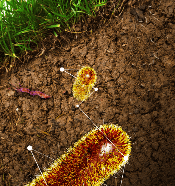 The microbiome beneath your feet: How microbes are saving agriculture
