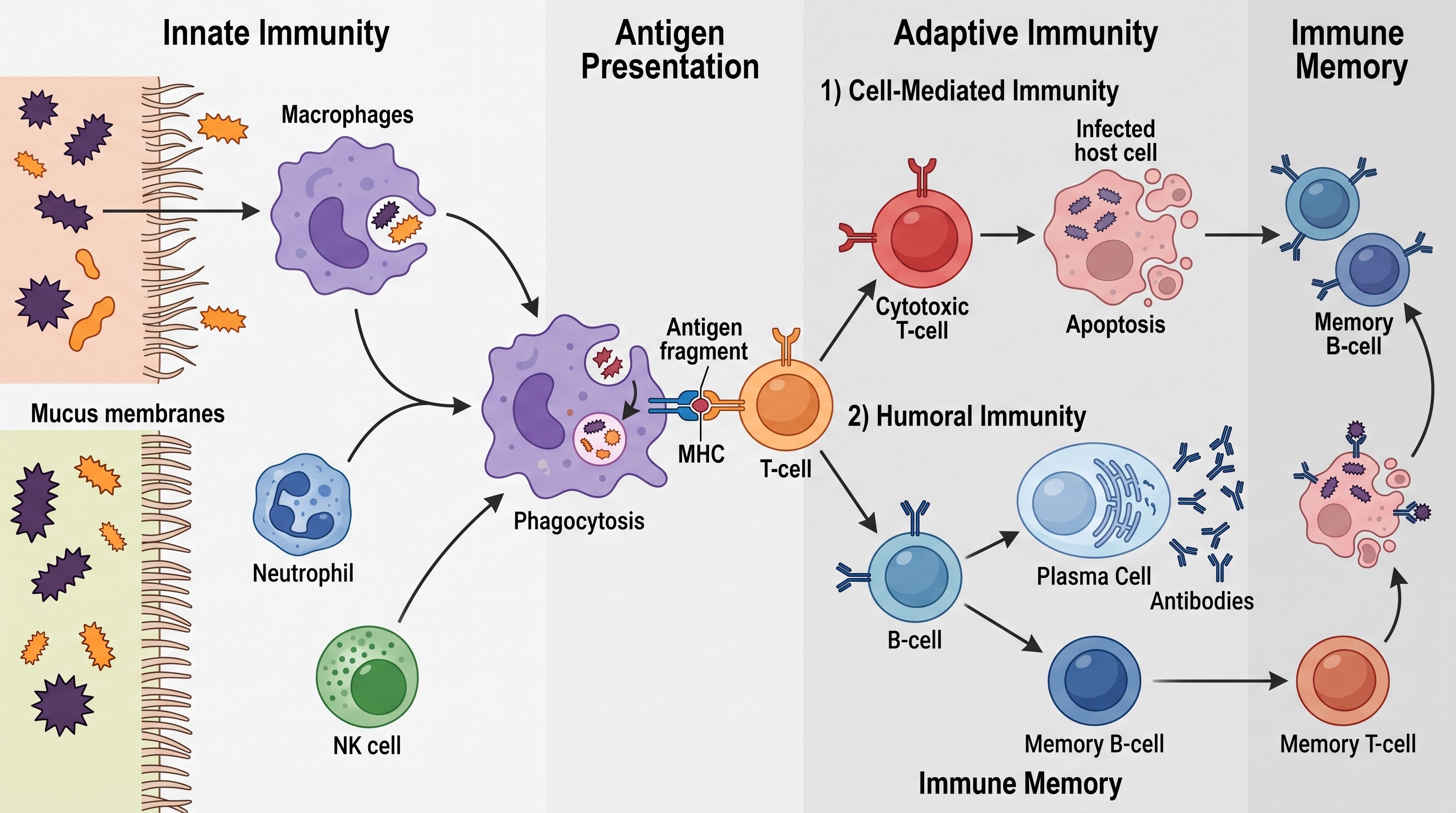 Innate and adaptive immune system concept diagram