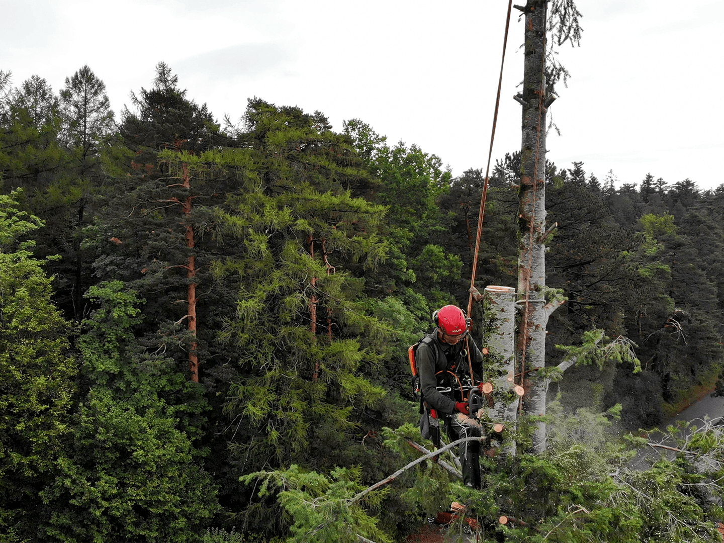 Frieder Brandt klettert auf Baum und schneidet ihn zurück