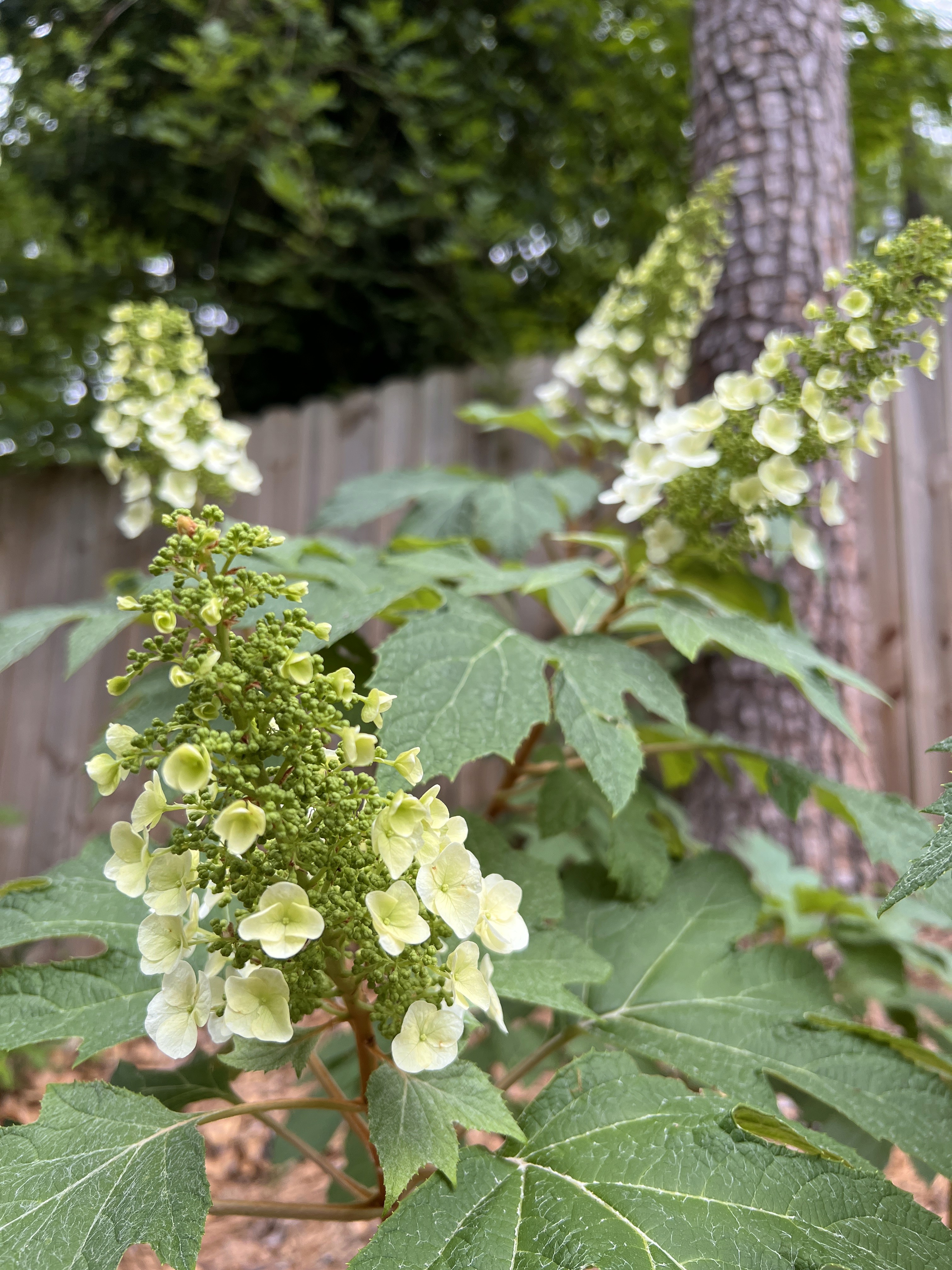 Oakleaf hydrangea in native garden