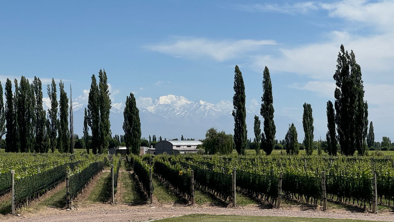 Zuccardi Valle de Uco vineyards beneath the Andes in Mendoza, Argentina.