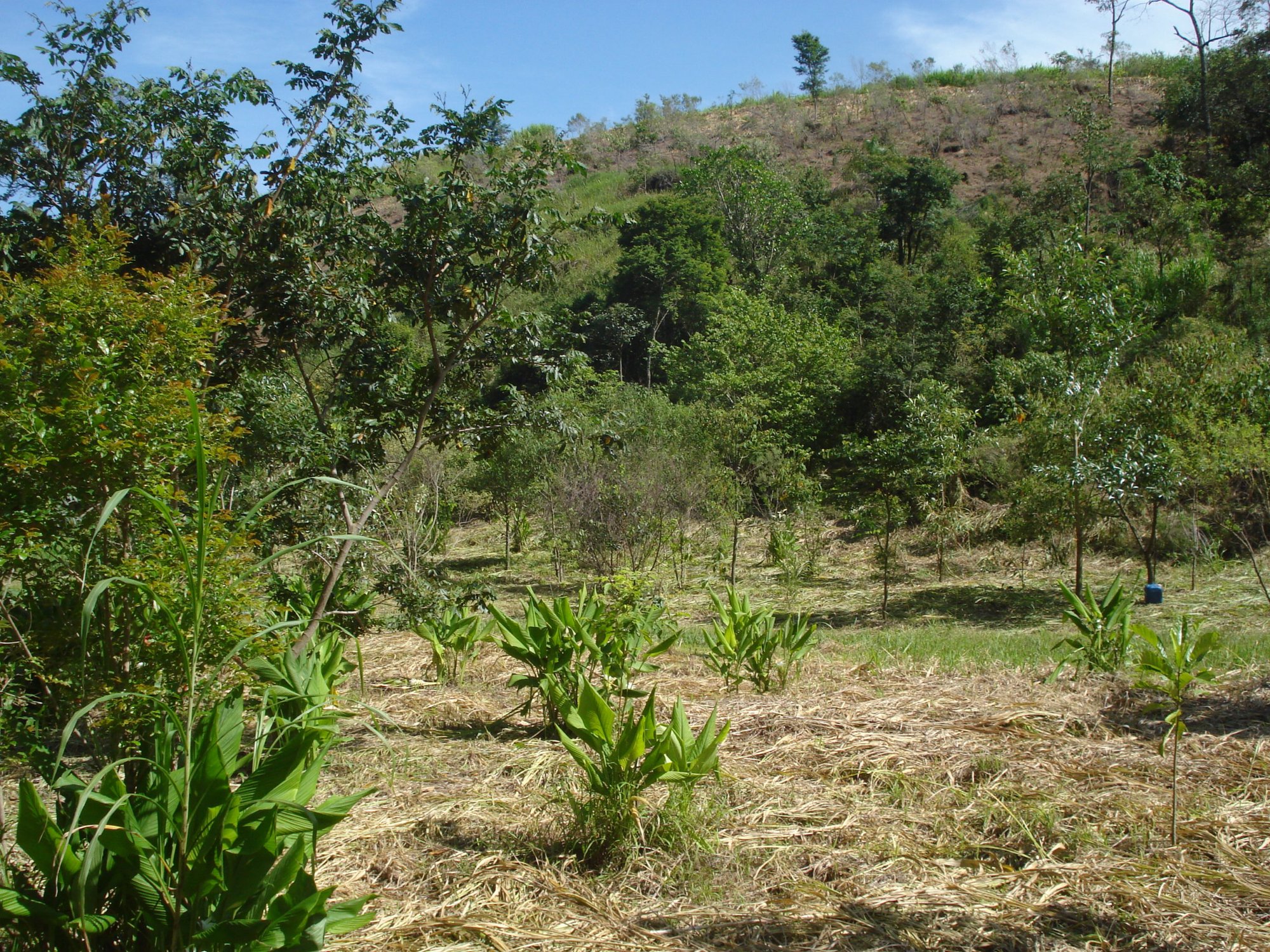 Área em reflorestamento com mudas nativas jovens e palha no solo, com morro ao fundo