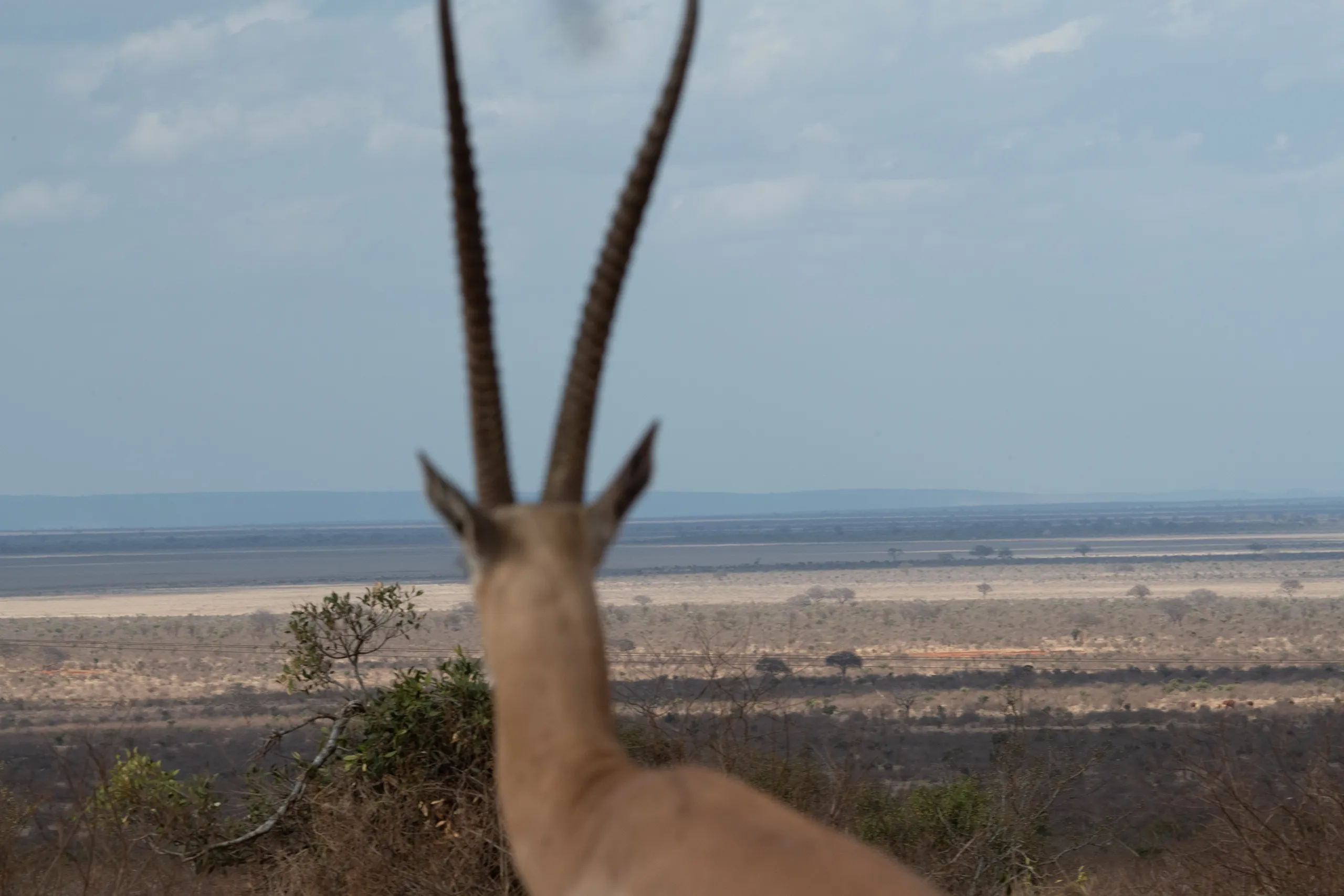 A profile portrait of an oryx with long straight horns standing in the bright daylight.