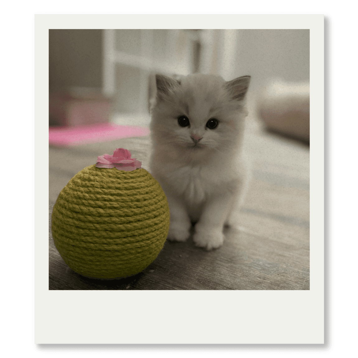 Chatons ragdoll Belgique