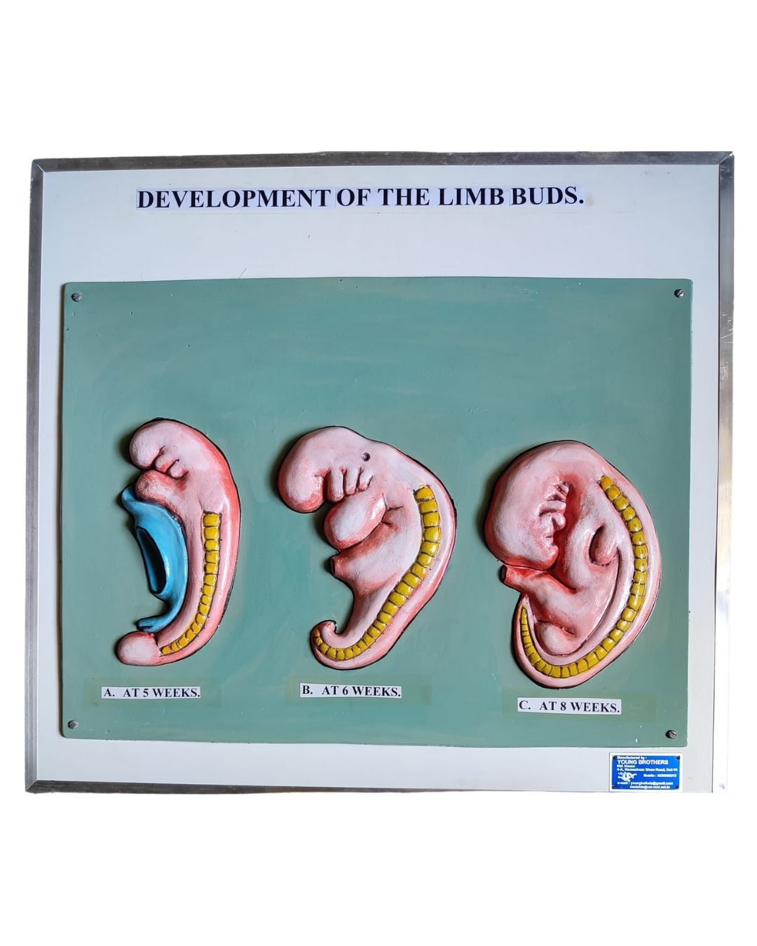 Development of Limb Buds