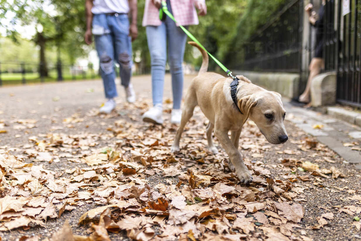 perro paseando en el parque