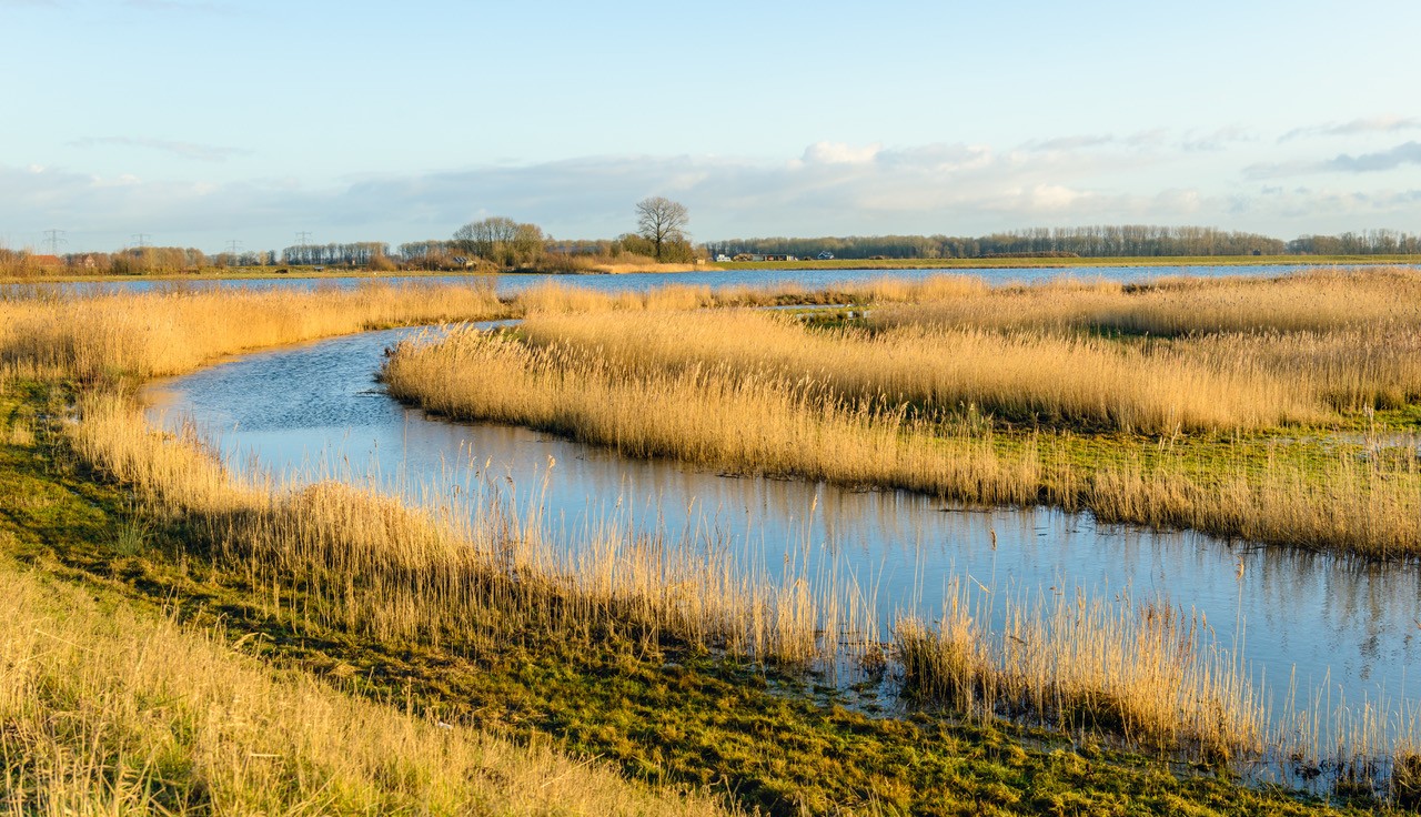 Wasserarme und Röhrichte im Nationalpark De Biesbosch