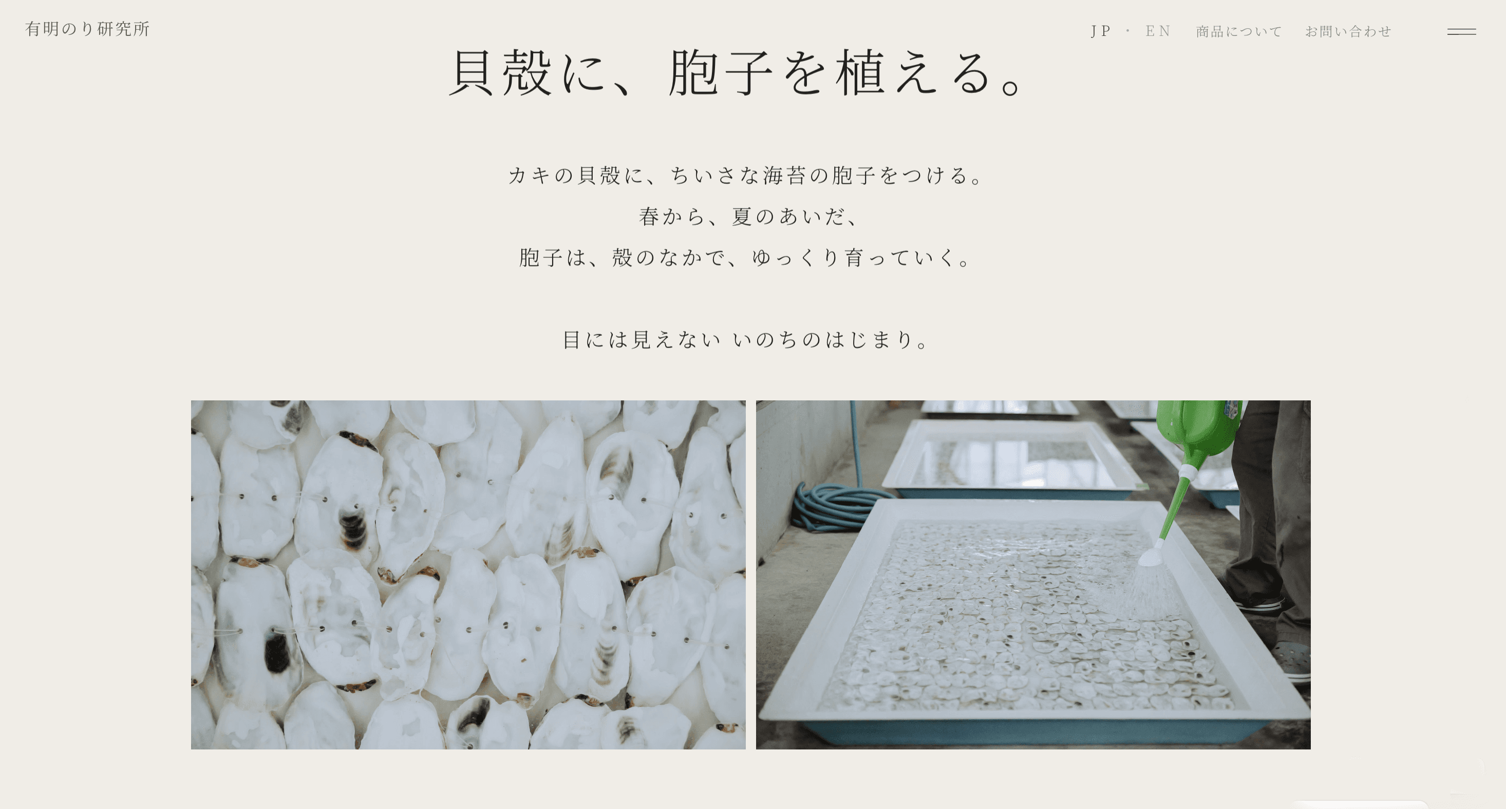 有明のり研究所のWebサイト。貝殻に海苔の胞子をつける工程を紹介するセクション
