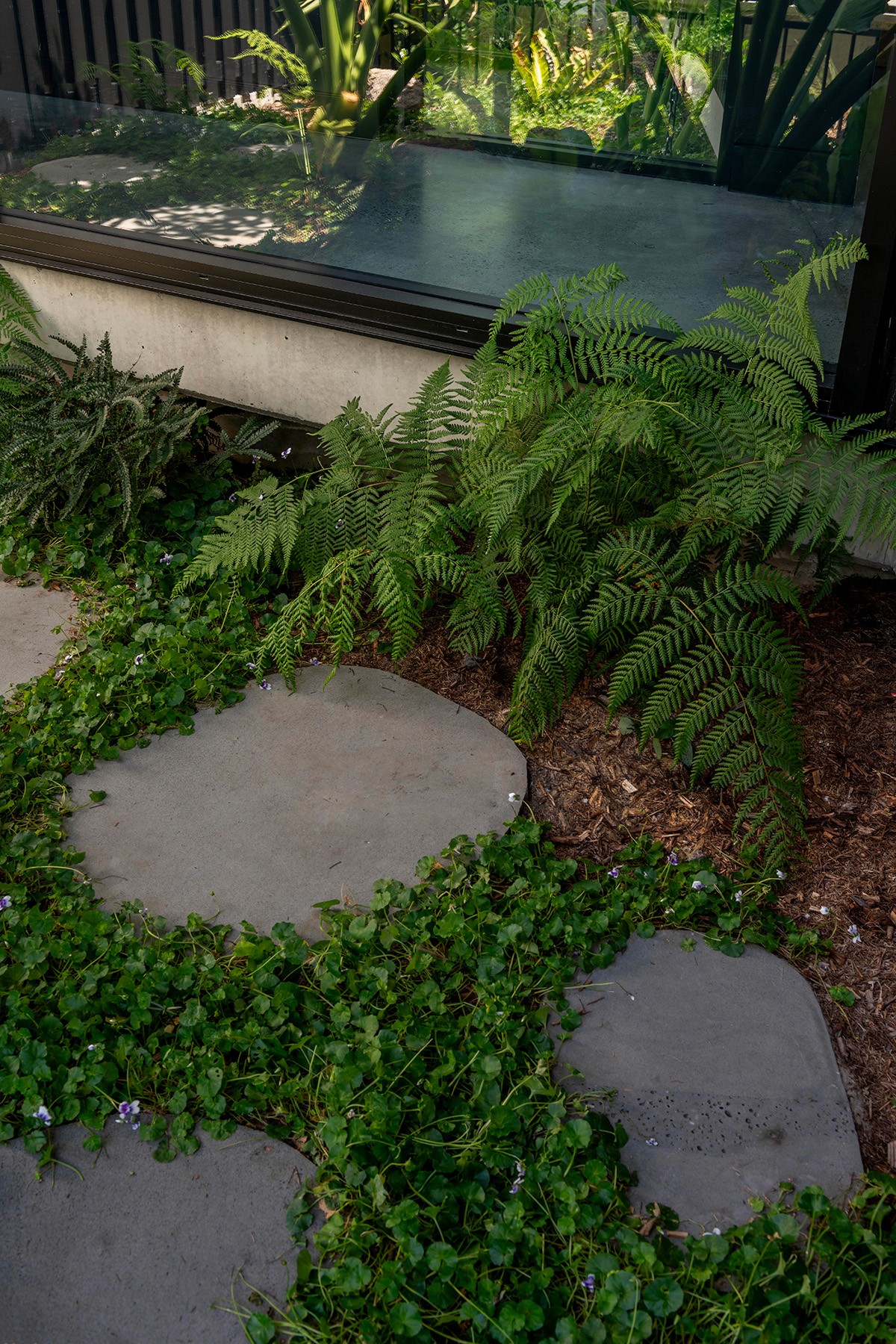 Landscape detail at Toohey Forest House showing garden planting, ferns, and concrete stepping stones beside glazed pavilion.