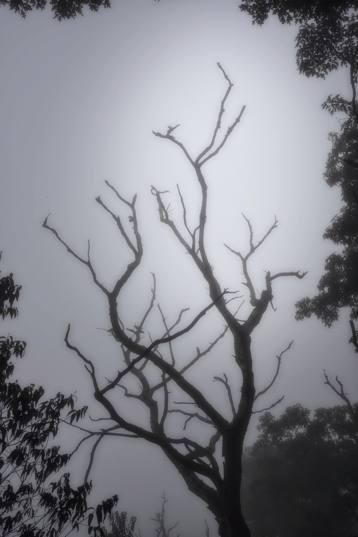Pillars of Grief