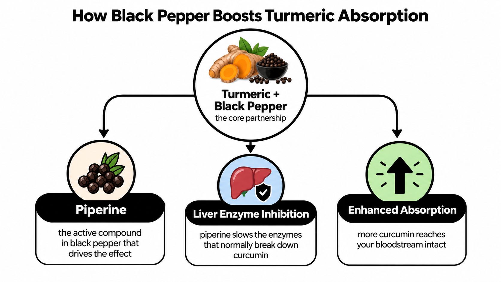 A diagram explaining how piperine in black pepper helps the body absorb curcumin found in turmeric supplements.