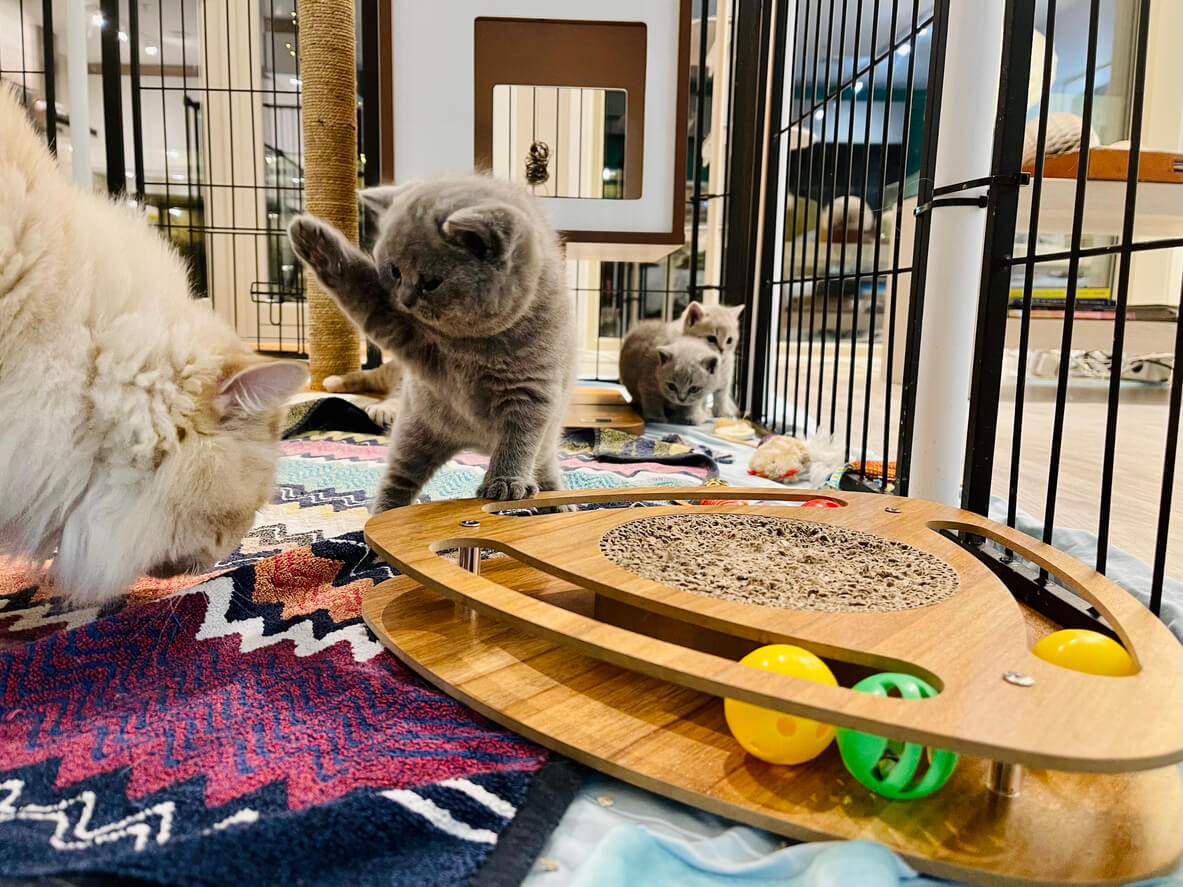 cats playing with toys in a shelter