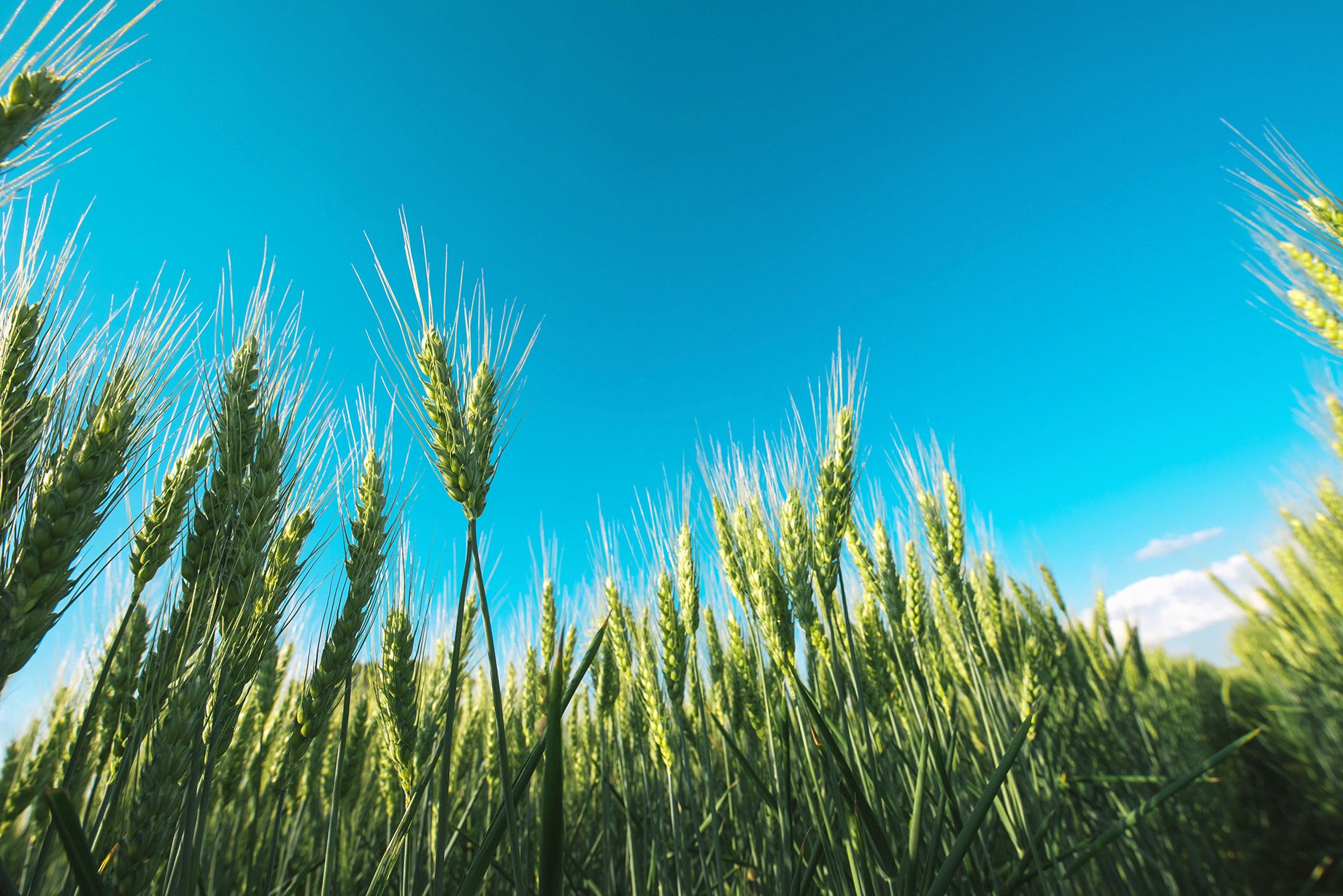 Wheat field