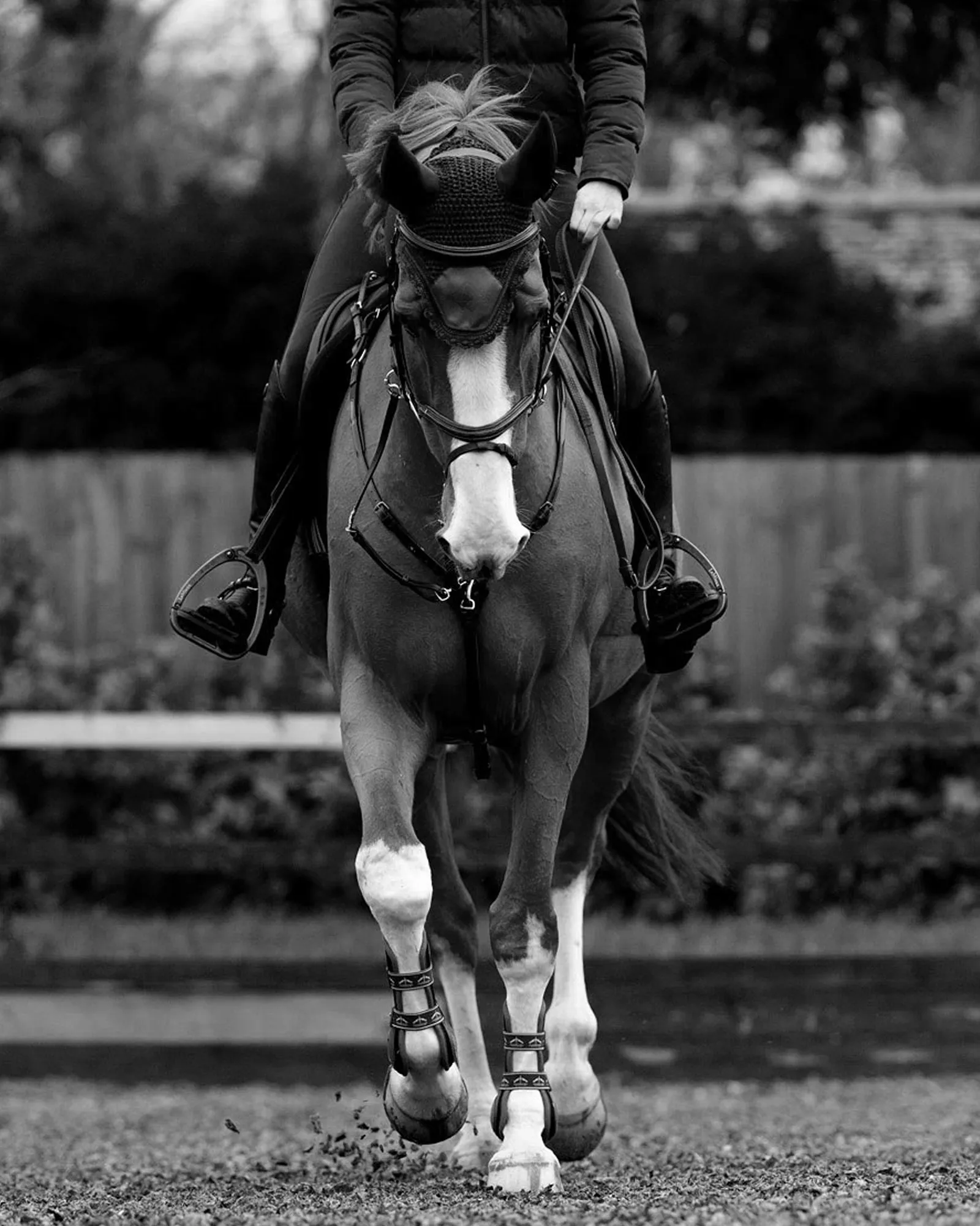 Black and white front photo of horse trotting towards camera