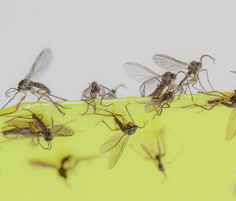 A close-up image of several small insects, possibly fruit flies, on a bright yellow surface. Some flies are resting while others appear to be in flight. The background is blurred, emphasizing the insects and their details against the vibrant yellow.