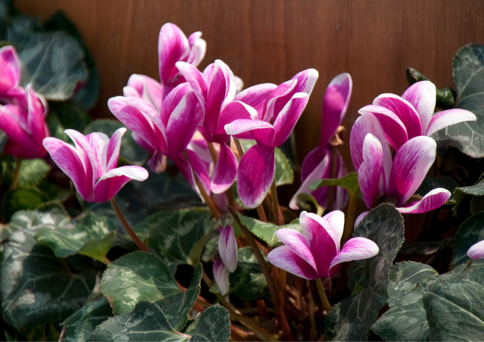 Decorative cyclamen for autumn and winter