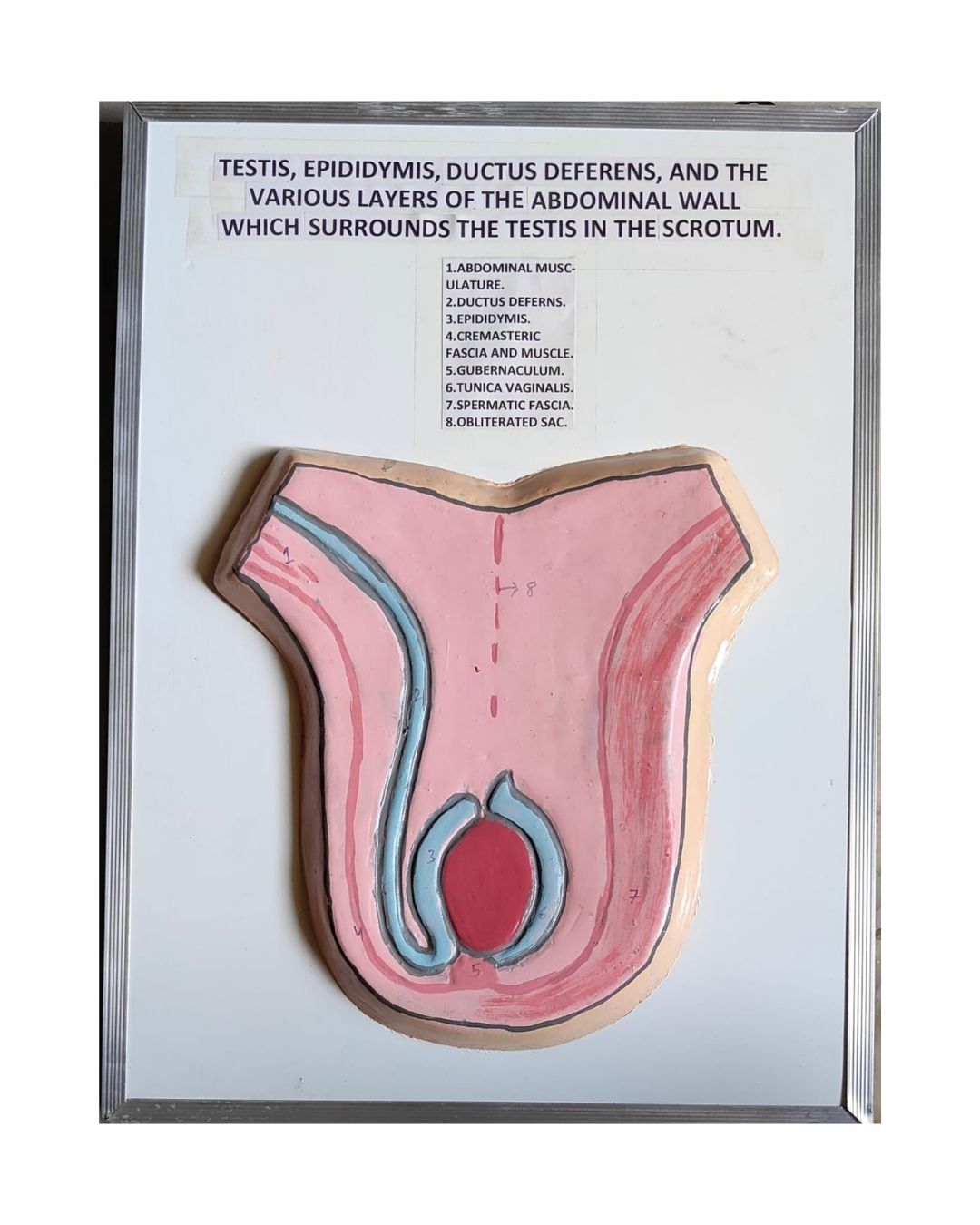 Testis, Epididymis & Ductus Deferens Model