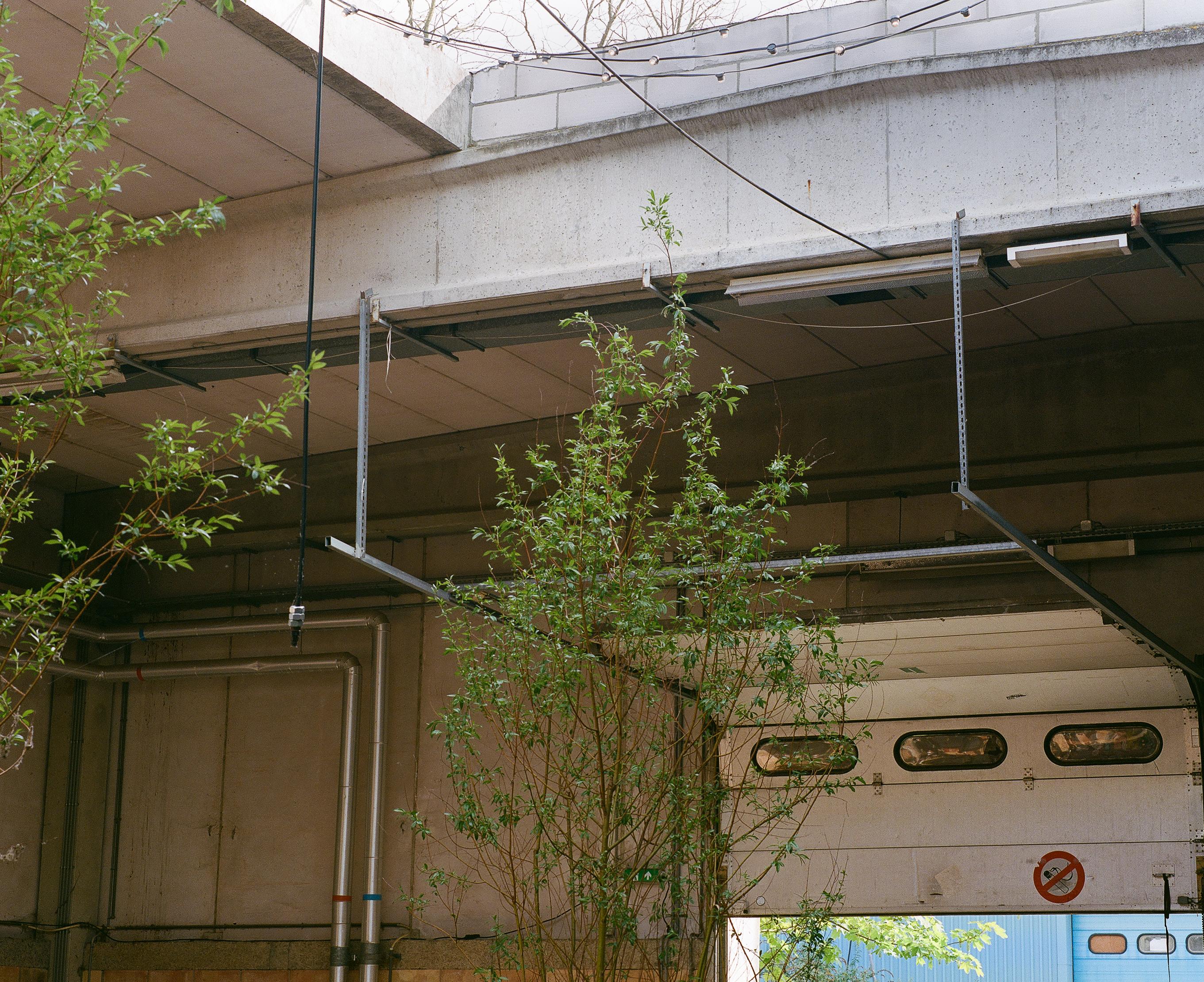 Overgrown concrete underpass with young trees growing up toward the raw ceiling beams and a shuttered loading dock