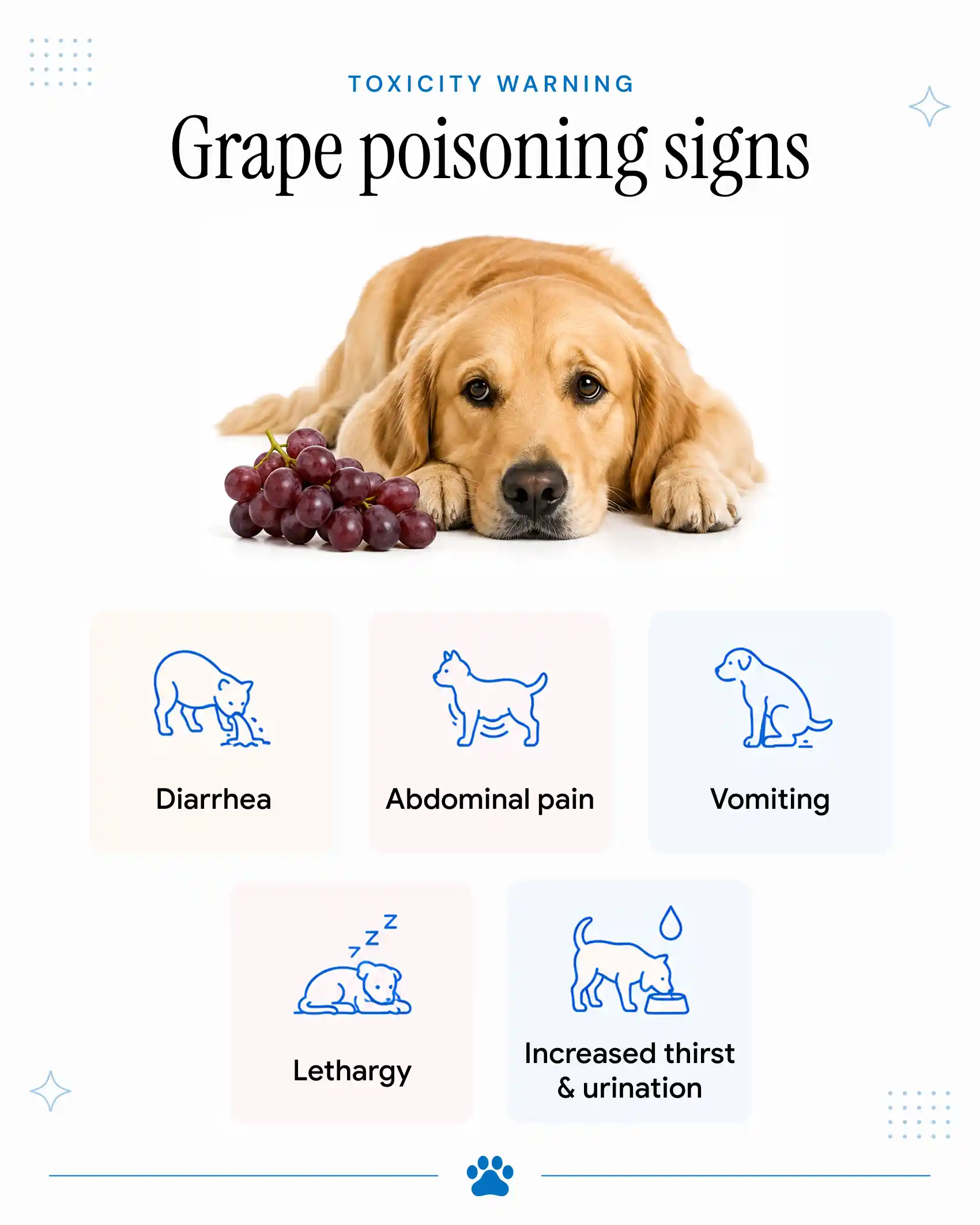 An infographic detailing the symptoms of grape poisoning in dogs.