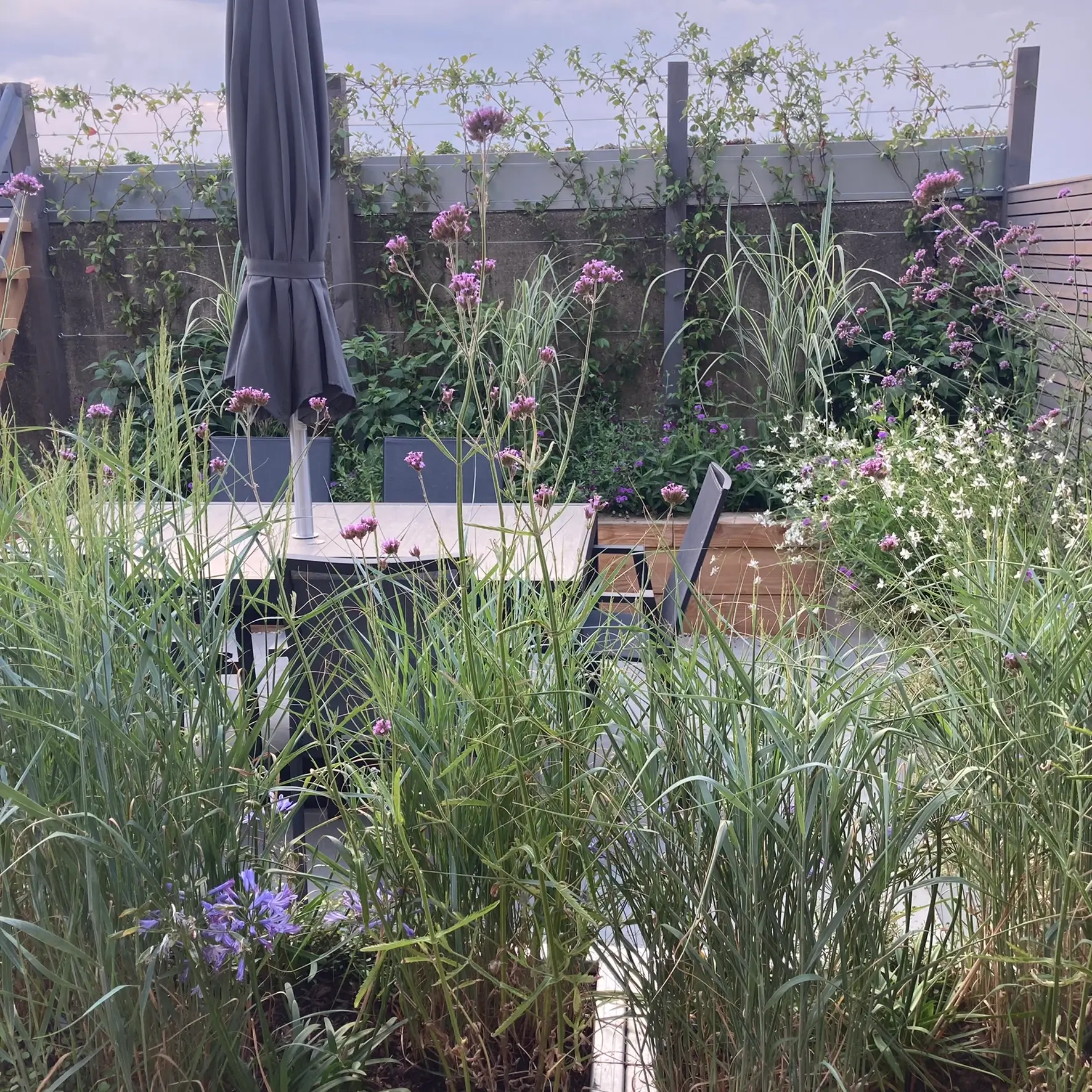 A lush garden filled with various plants and overgrown greenery, set against a backdrop of a wooden structure.