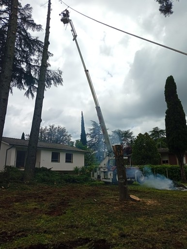 cestello con operatore pota cipresso