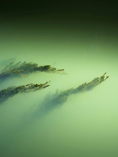 Underwater plants swaying in murky green water