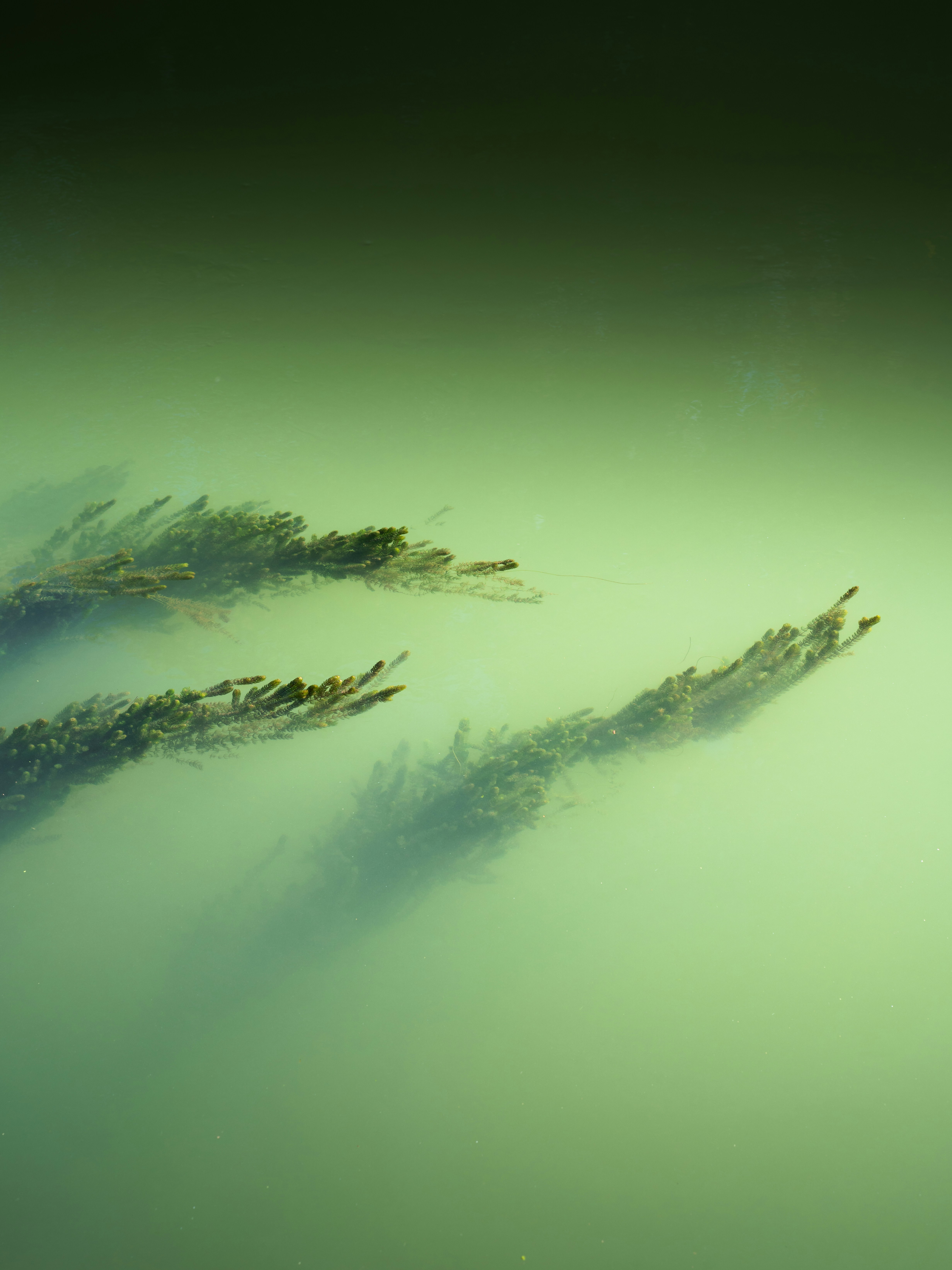 Underwater plants swaying in murky green water