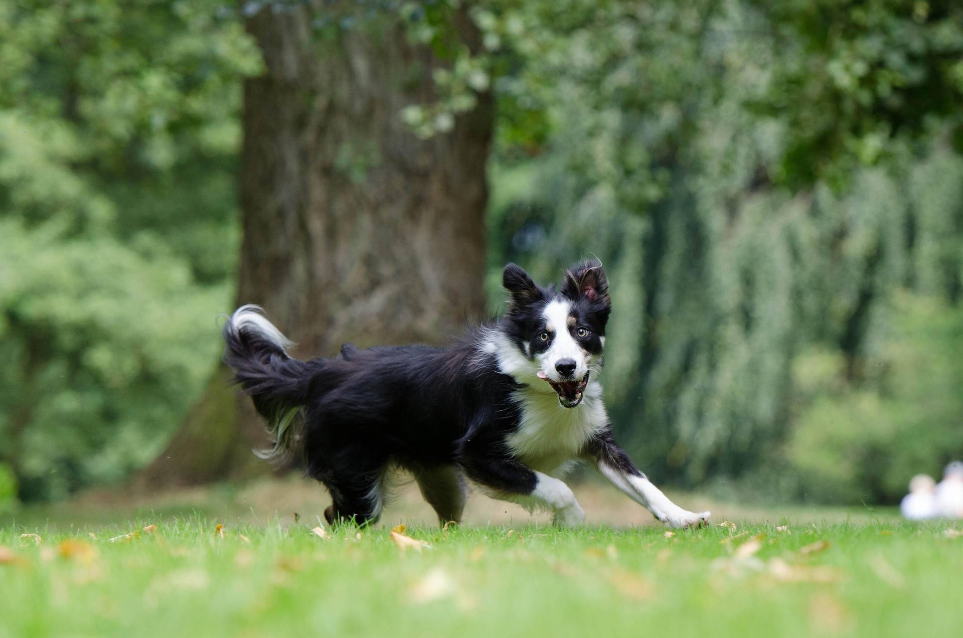 Border Collie Diet and Nutrition