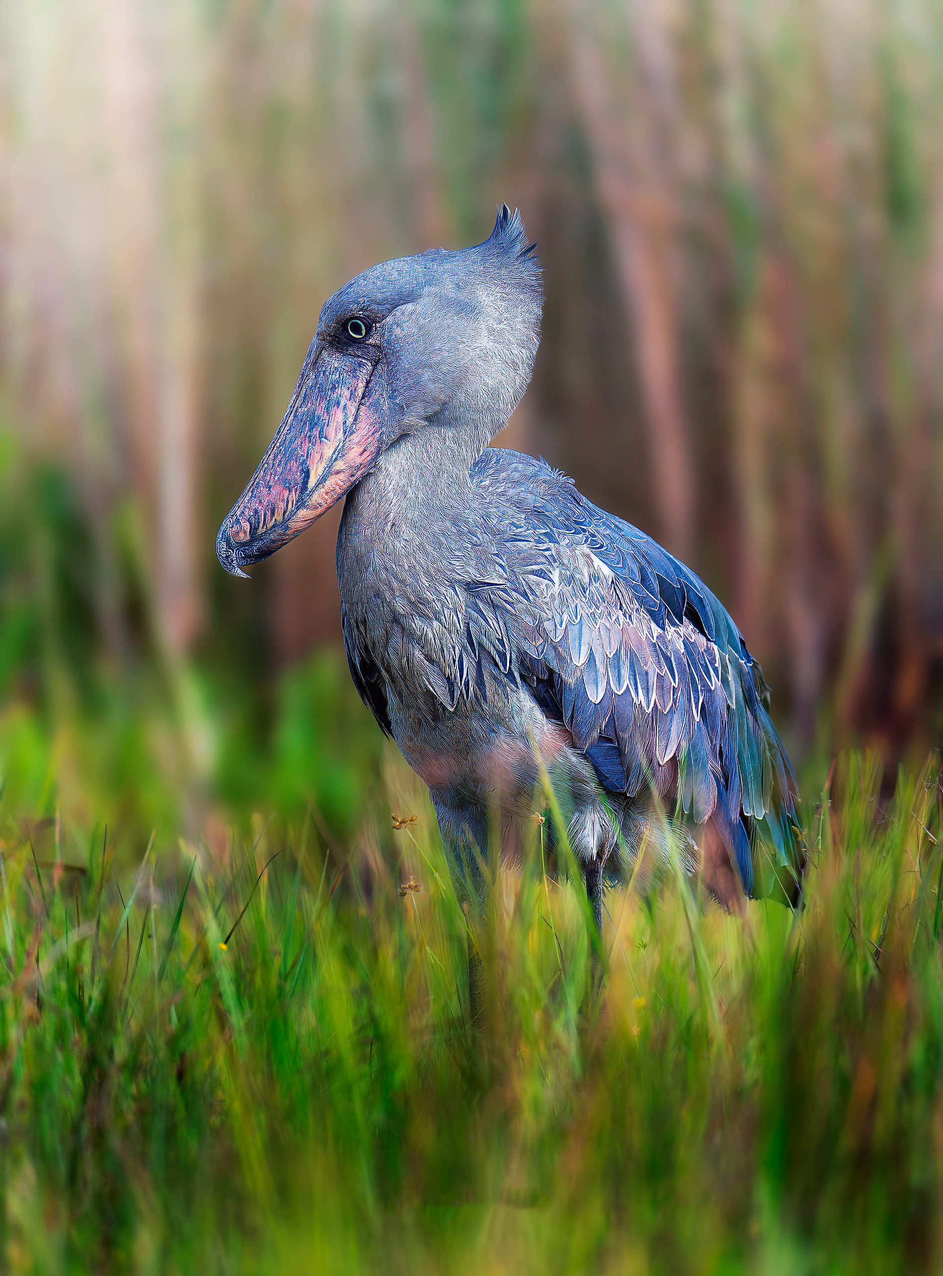 Picozapato en Uganda