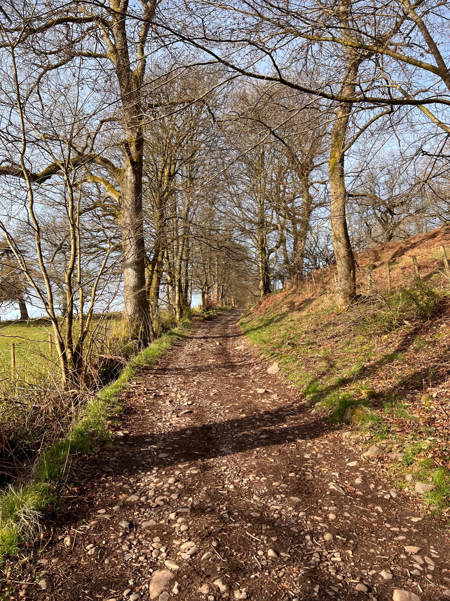 A single track dirt path up through a forest.