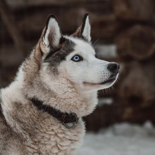 Siberian Husky looking around