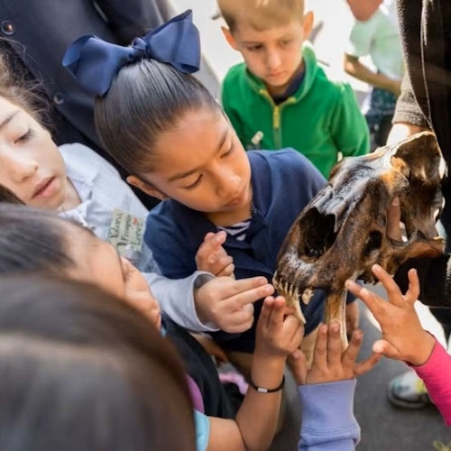 孩子们正在观察一个大型动物头骨，触摸牙齿和骨头，脸上带着好奇和专注的表情。