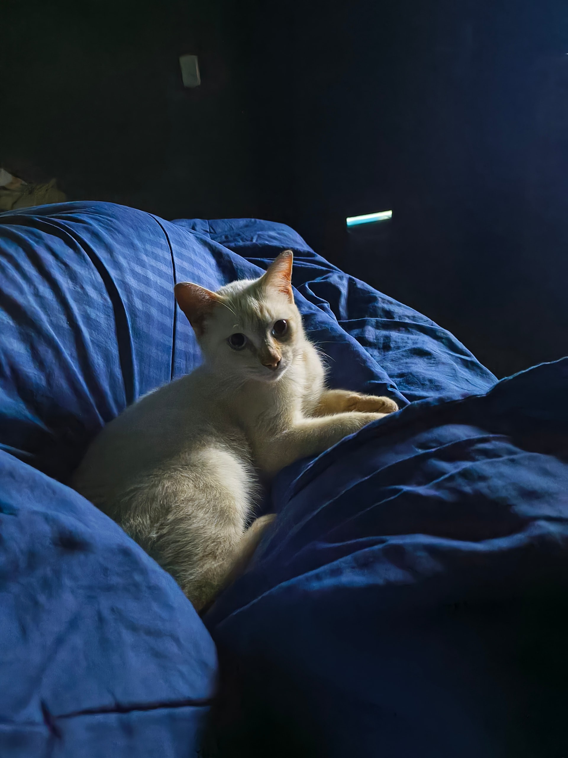 Floquinho the cat