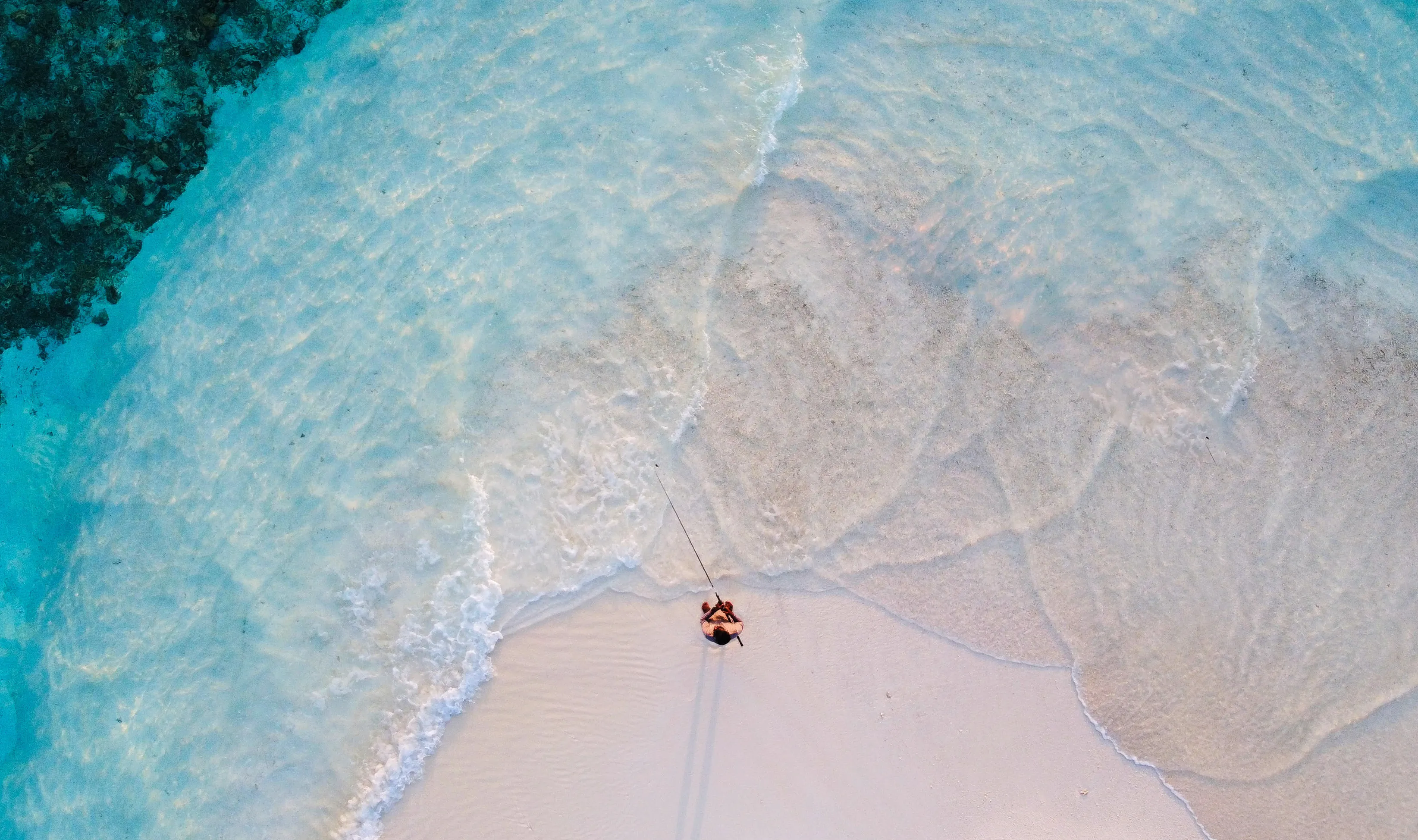 swimming with whalesharks