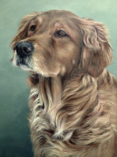 spaniel looking left acrylic painting with plain background